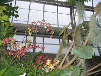 washington-dc-botanic-flowers-1.jpg