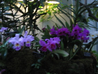 washington-dc-botanic-flowers-3.jpg