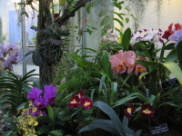 washington-dc-botanic-flowers-4.jpg