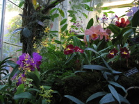washington-dc-botanic-flowers-5.jpg