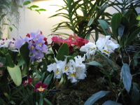 washington-dc-botanic-flowers-6.jpg