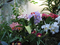 washington-dc-botanic-flowers-7.jpg